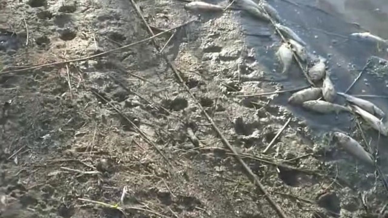 Edirne'de Korucuköy göletinde yüzlerce balığın telef olması tepkilere yol açtı