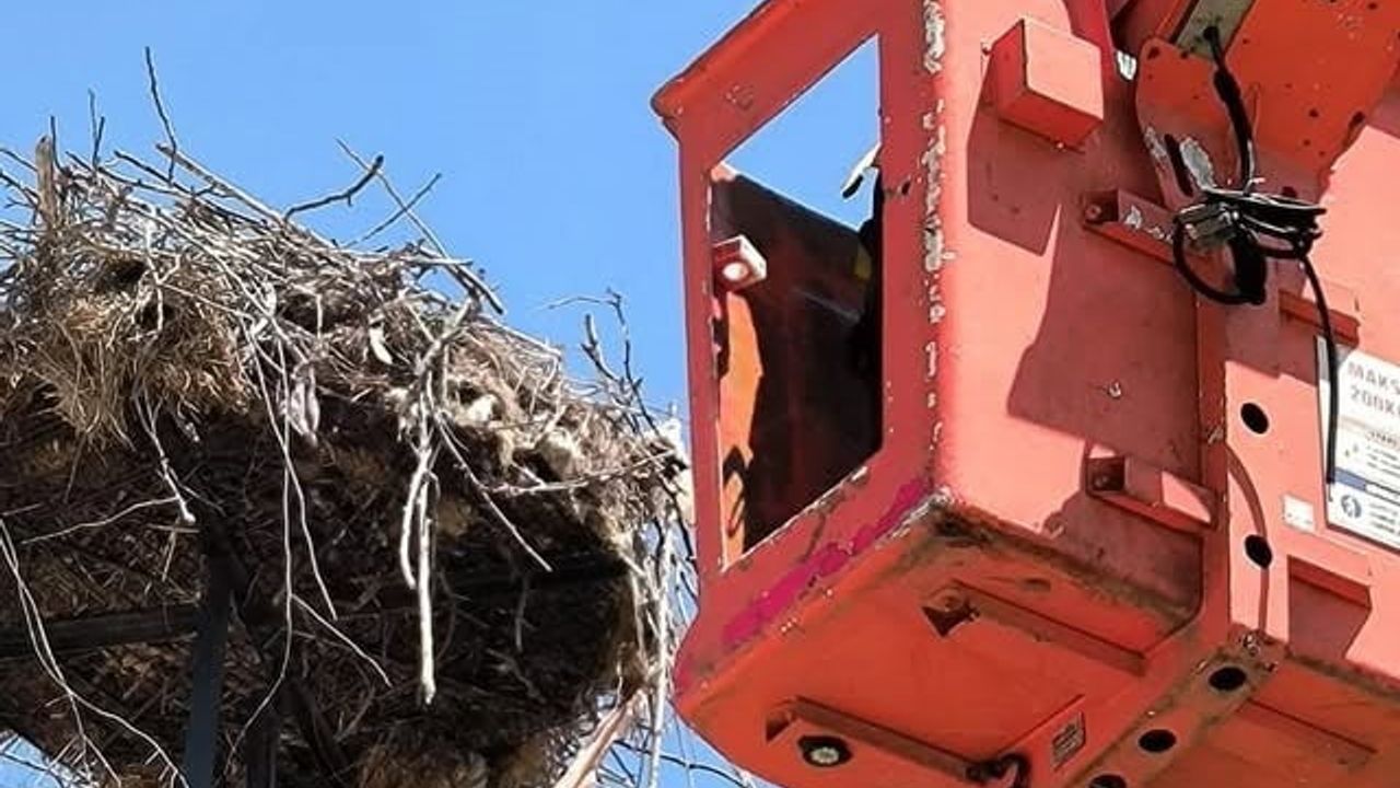 Edirne'de yaralı leylek yavrusu muhtarın müdahalesiyle kurtarıldı