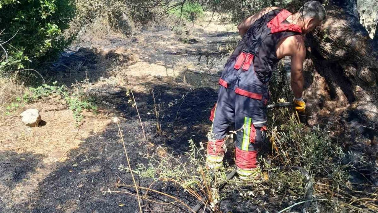 Edremit’teki zeytinlik yangını kontrol altına alındı