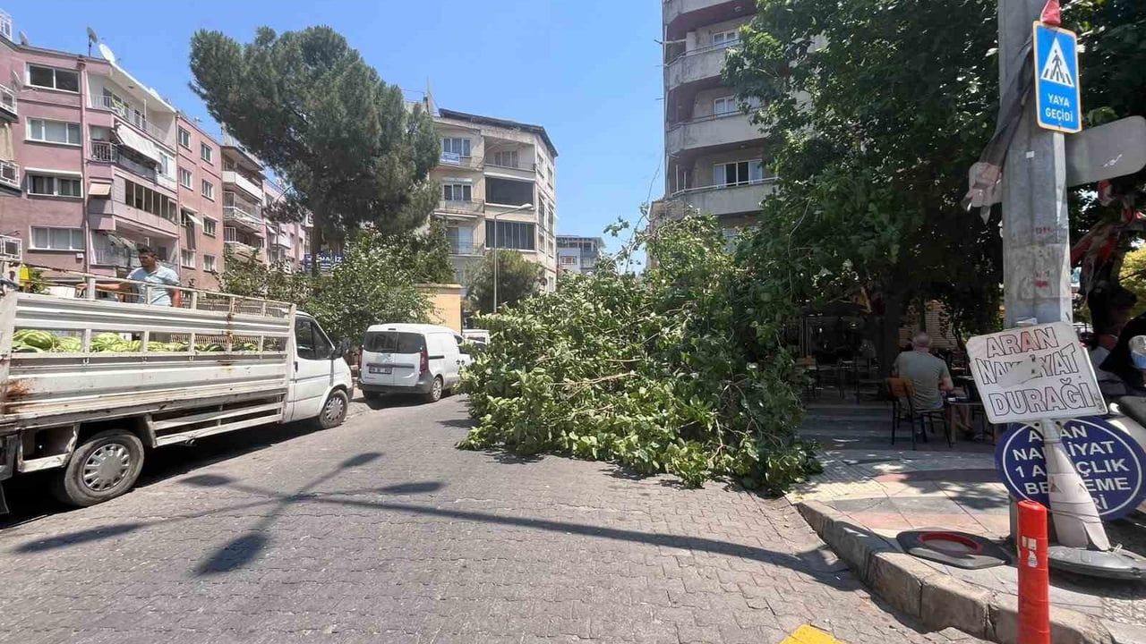 Efeler'de devrilen ağaç park halindeki iki araca zarar verdi