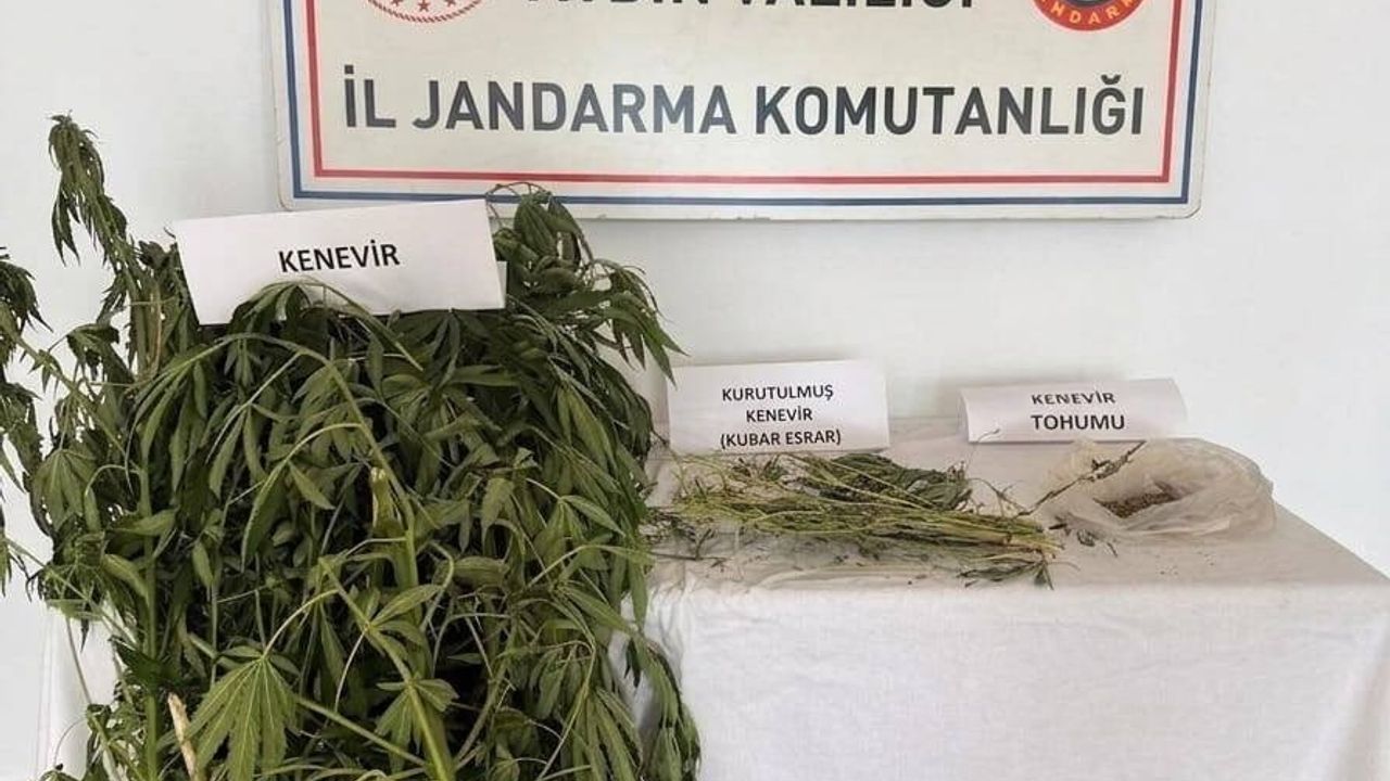 Efeler’de evde kenevir ekimi: 11 kök, kubar esrar ve tohum ele geçirildi