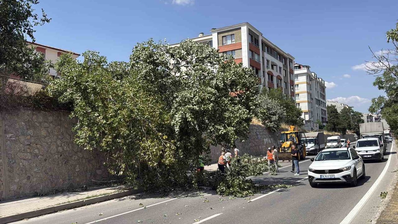Eğimli alandan kopan kavak ağacı Eskişehir-Kütahya yolunda trafiği kısmen durdurdu
