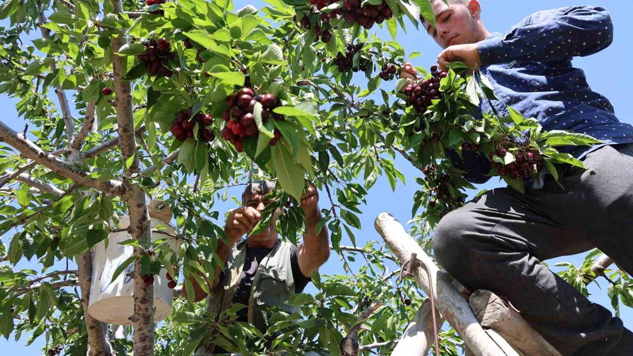 Elazığ'da 7 bin 200 dekar alanda kiraz hasadı sürüyor