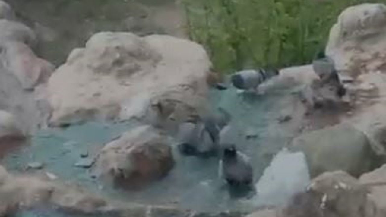 Elazığ’da kavurucu sıcaktan bunalan güvercinler süs havuzunda serinledi