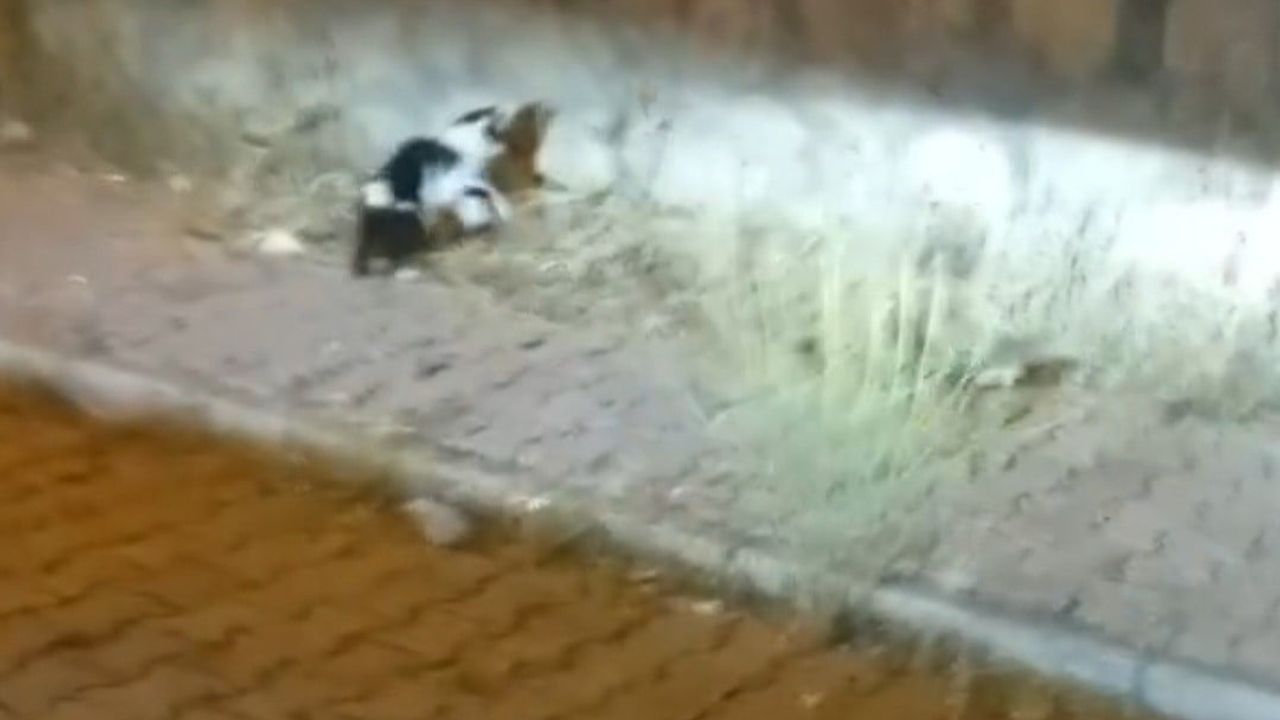 Elazığ’da kedi ile yılanın mücadelesi kamerada