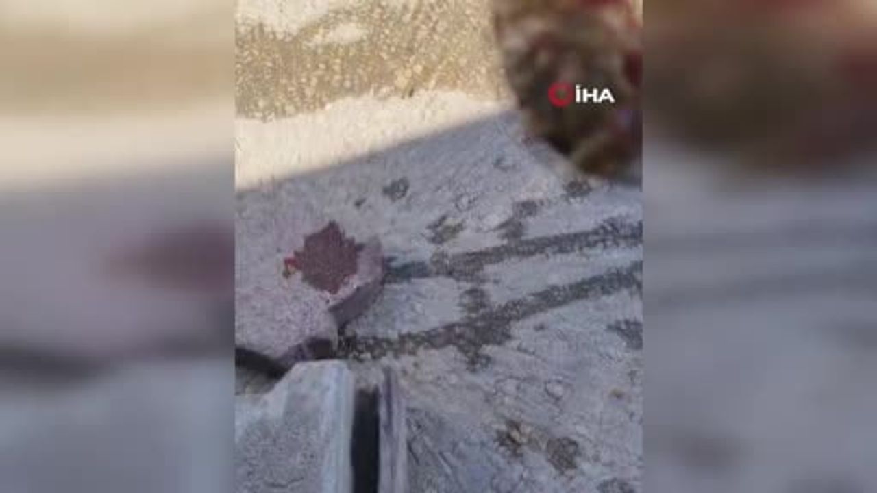 Elazığ'da kedinin menemen ziyafeti