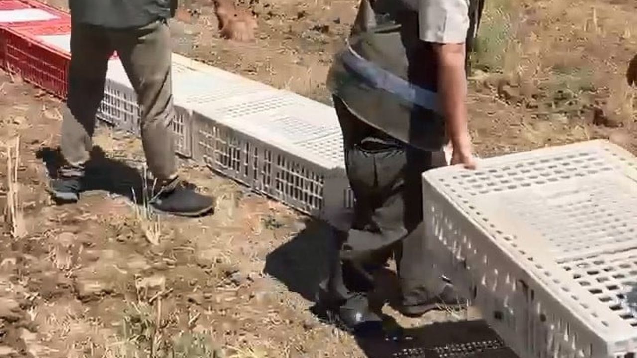 Elazığ'da keneyle mücadele için keklikler doğaya salındı