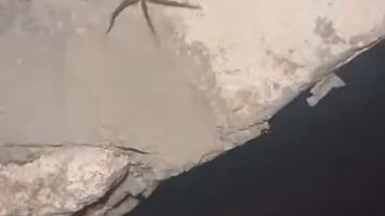 Elazığ'da sarıkız örümceği görüldü