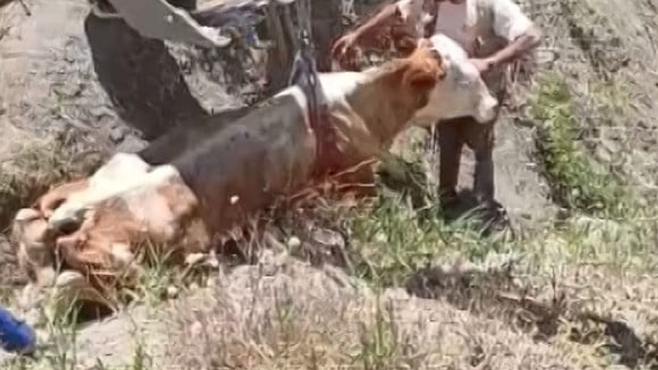 Elazığ’da uçurumdan yuvarlanan inek iş makinesi halatıyla kurtarıldı