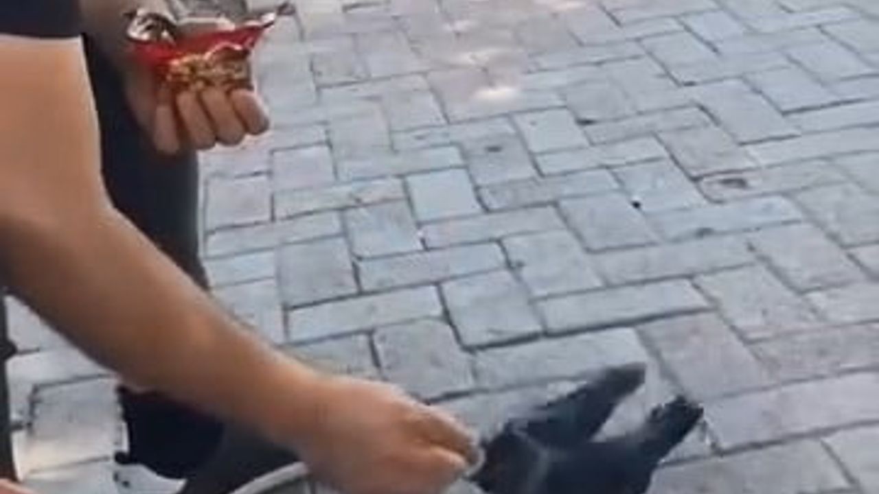 Elazığ'da vatandaş yavru kargayı elleriyle besledi