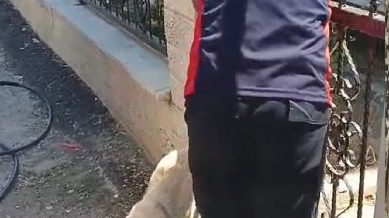 Erbaa'da demir kapıya sıkışan köpek itfaiye tarafından kurtarıldı