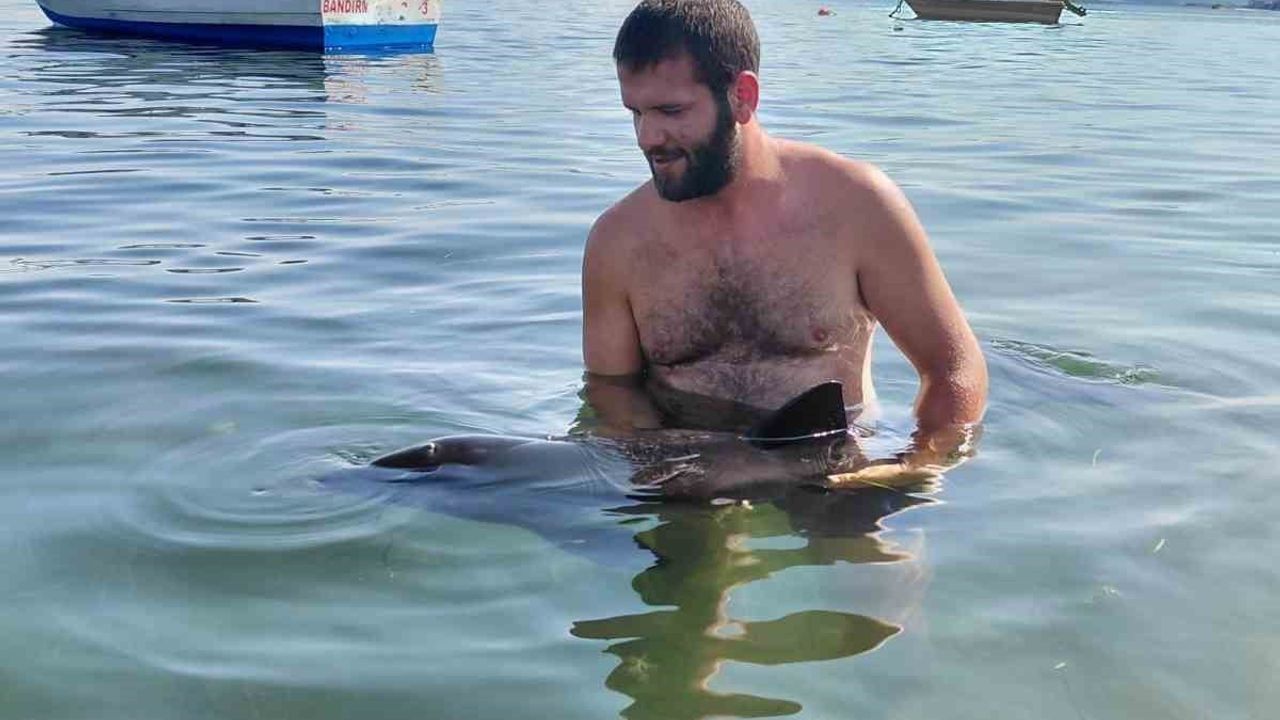Erdek'te ekiplerin titiz müdahalesiyle yavru yunus denize kavuştu