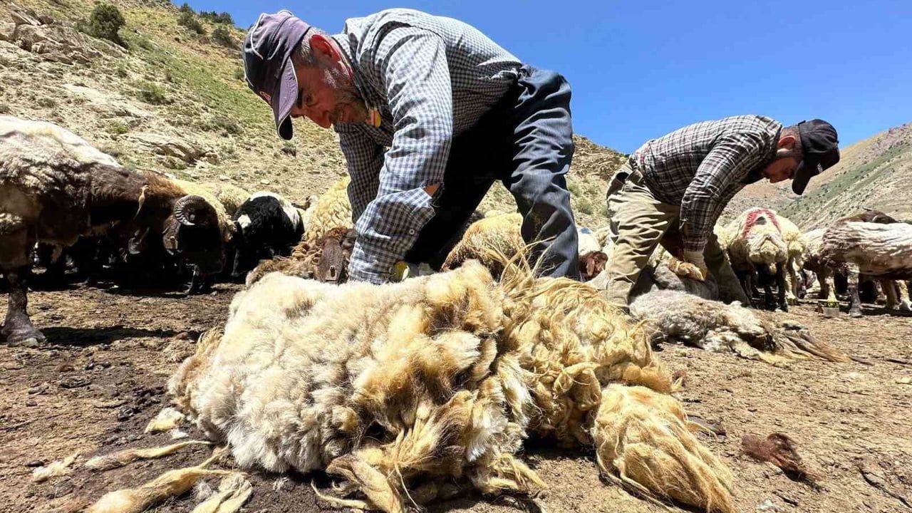 Erzincan'da sıcakların artmasıyla 1 yılda büyüyen yünler kırkılıyor