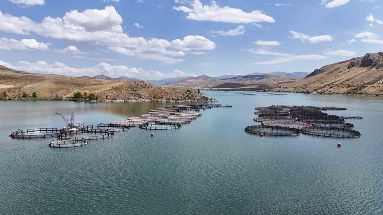 Erzincan’da yetişen alabalıklar Trabzon ve Elazığ’da Türk somonuna dönüşüyor