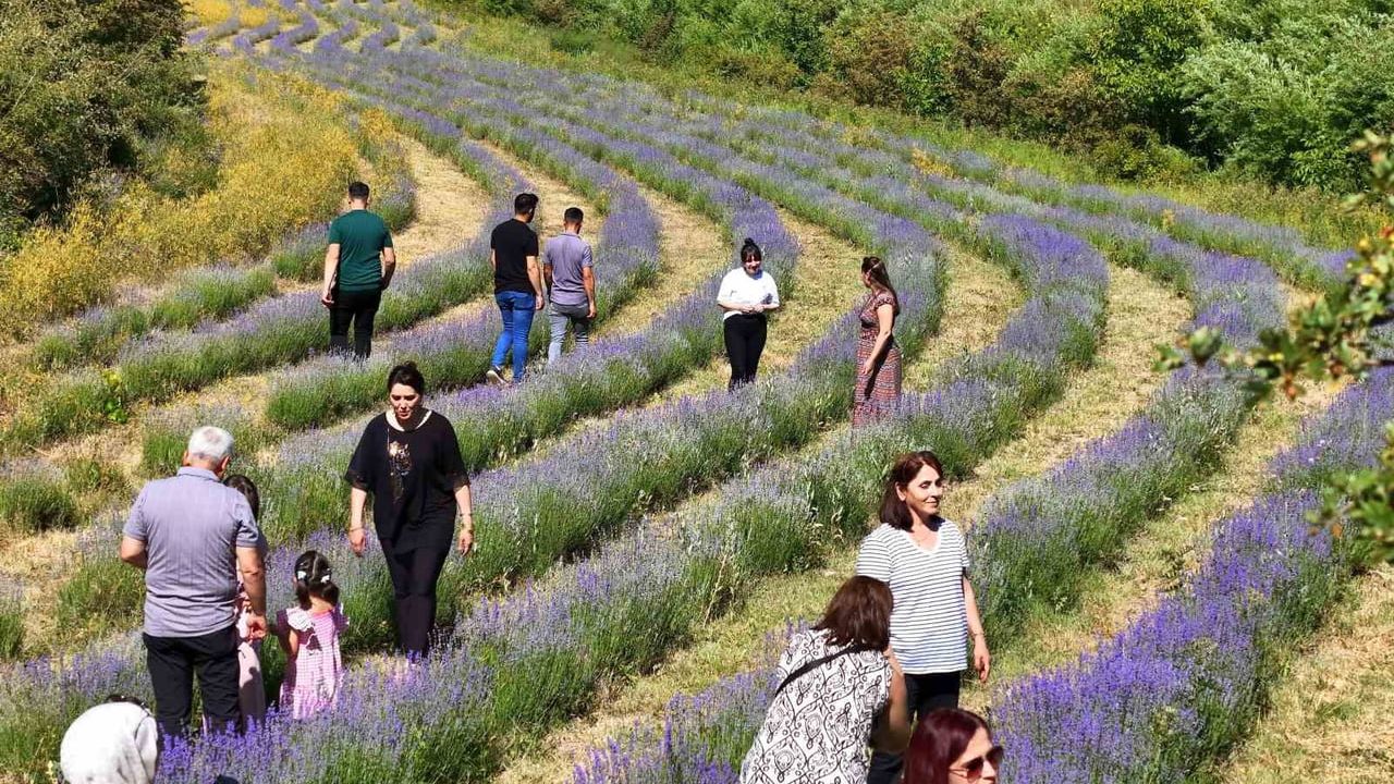 Erzincan'daki lavanta bahçesi ziyaretçilerin ilgi odağı oldu