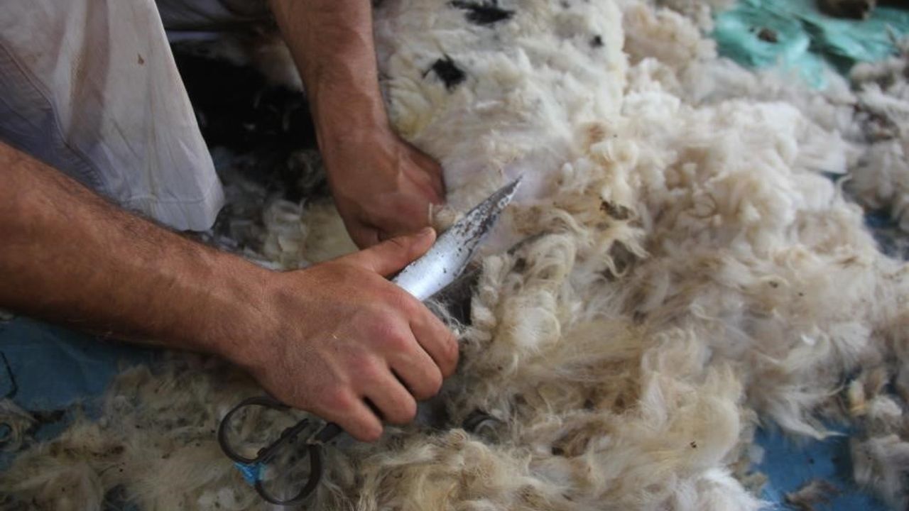 Erzincan yaylalarında koyun kırkma zamanı