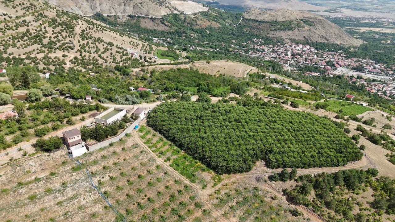 Erzincan yüksek rakımlı kiraz bahçelerinde hasat mesaisi sürüyor