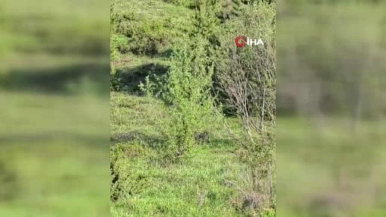 Erzurum’da nesli tehdit altındaki vaşak İspir’de görüntülendi