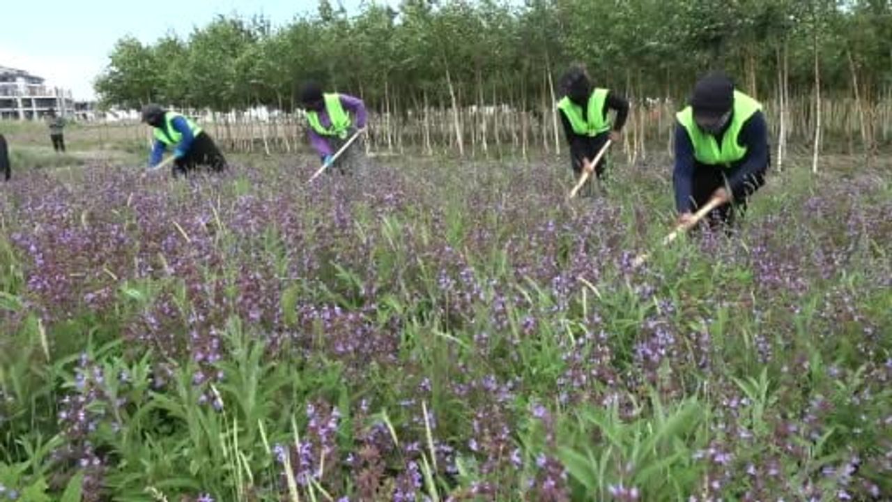 Erzurum'da şifa bahçeleri açıldı, yapay trüf ormanı kuruldu