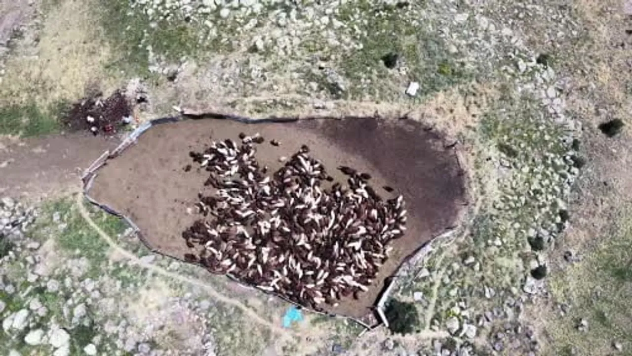 Erzurum yaylalarında kuzu yünü eskisi gibi değer görmüyor