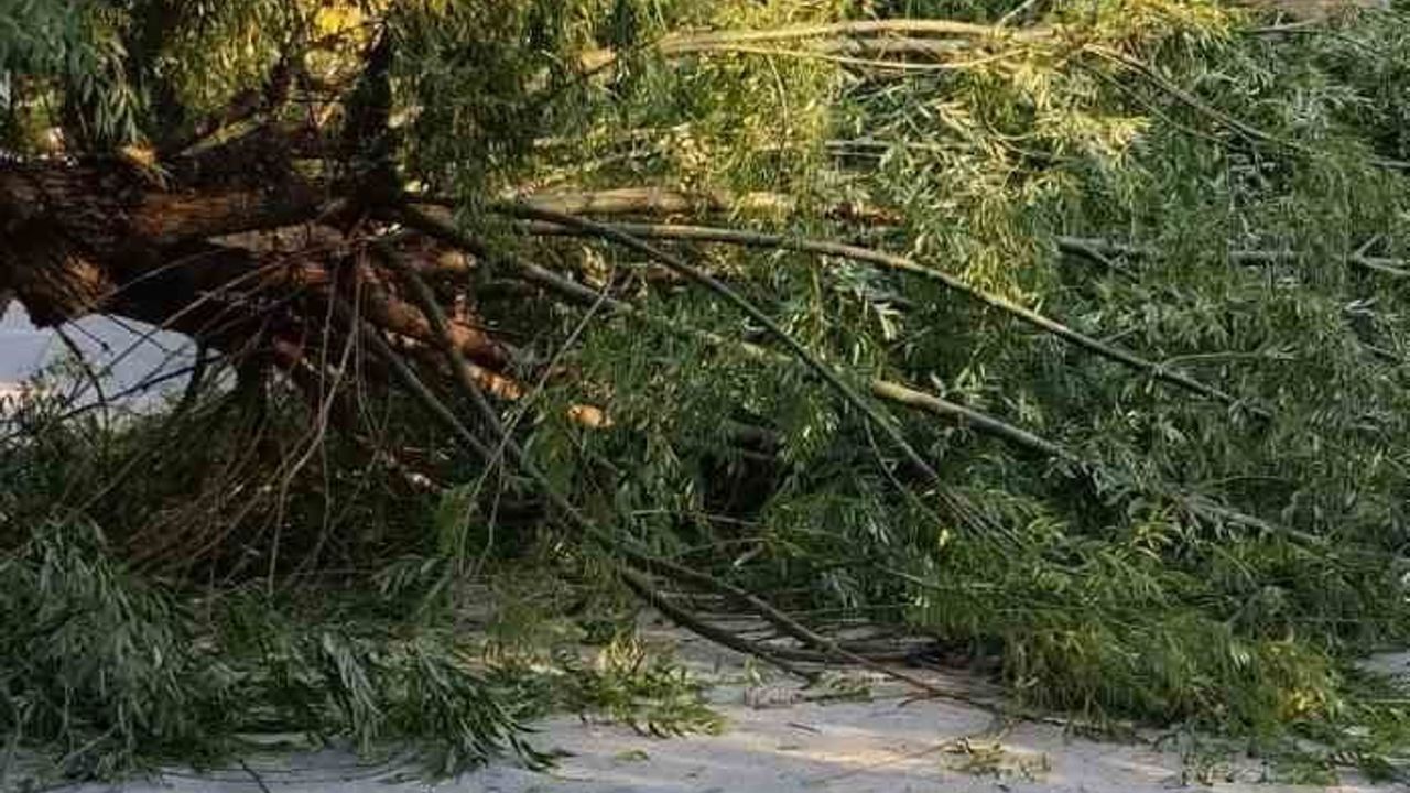 Eskişehir'de şiddetli rüzgar parkta ağacı devirdi