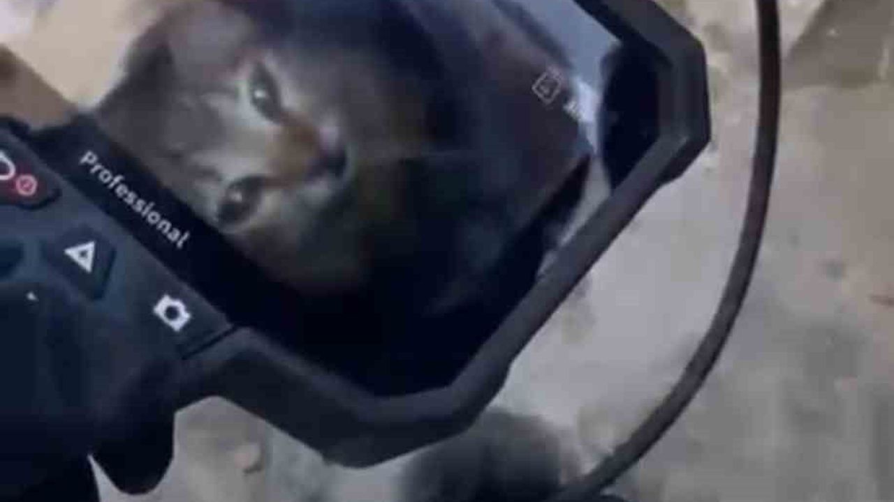 Eskişehir'de teras gider borusuna düşen kedi itfaiye tarafından kurtarıldı