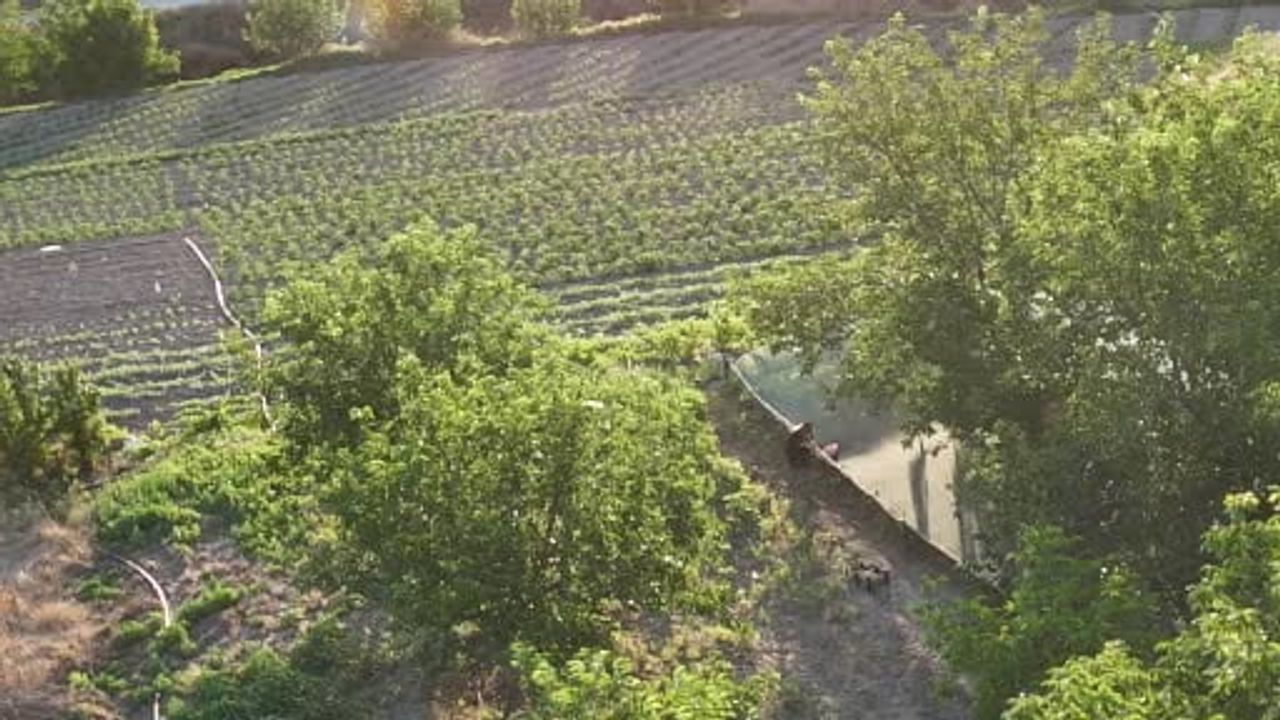 Evliya Çelebi’nin Seyahatnamesi’nde adı geçen Ayaş dutunda hasat başladı