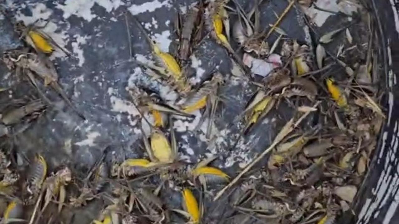Feke'de çekirge yoğunluğu üreticilerin kışlık ürünlerini tehdit ediyor