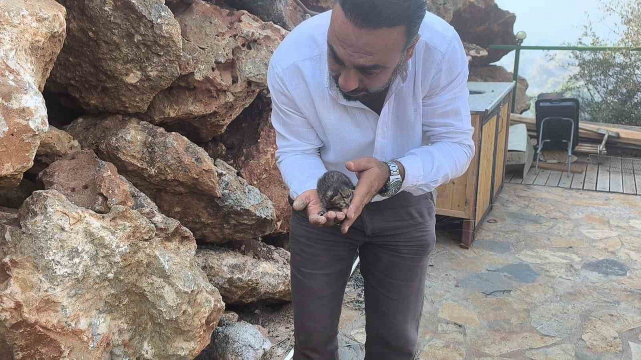 Fethiye yangınında kayalar arasından çıkarılan yavru kedi İHA ekibinin bakımına alındı