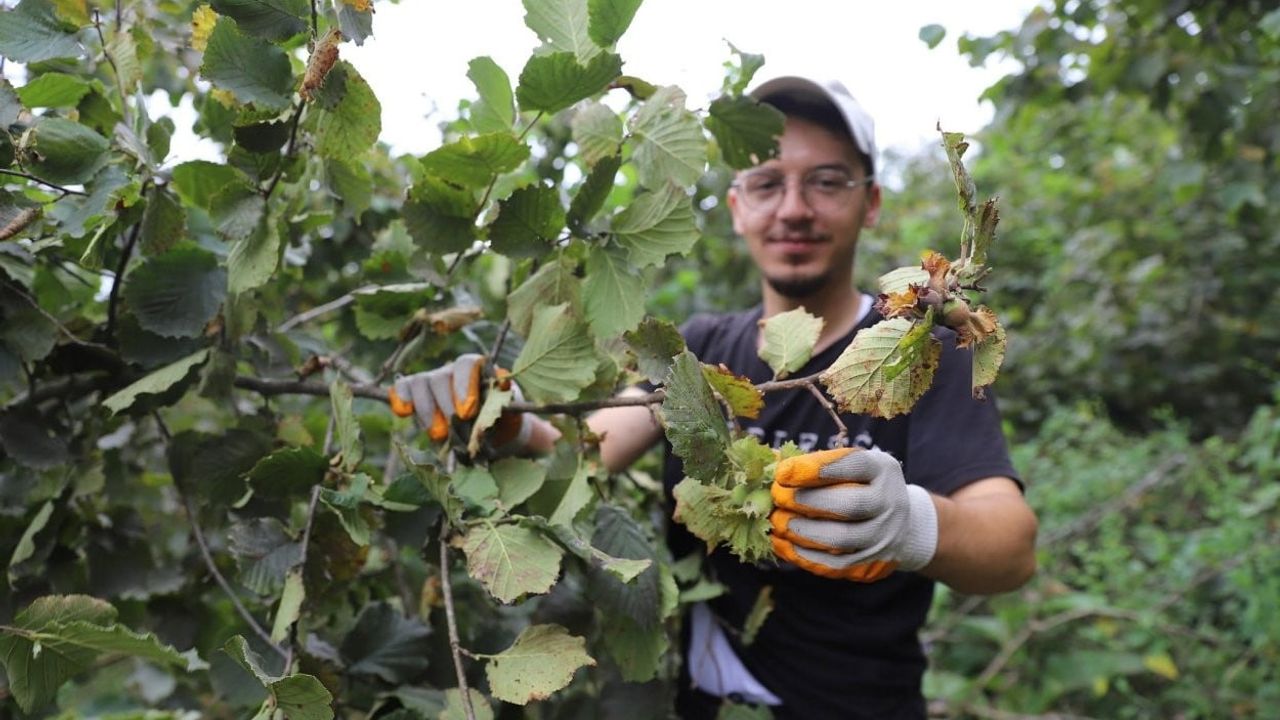 Fındık dalda, aklın işçide kalmasın projesi yedinci sezonuna hazırlanıyor