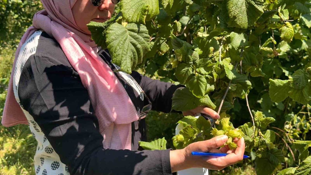 Fındık rekolte tespit çalışmaları Kaynaşlı'da başladı