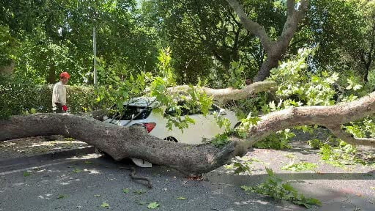 Florya’da asırlık çınar park halindeki aracı devirdi, yol trafiğe kapandı