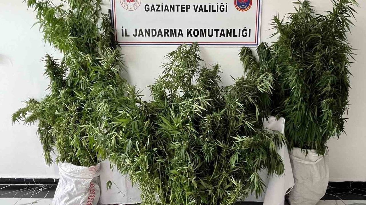 Gaziantep’te 215 kök kenevir ele geçirildi: 1 gözaltı