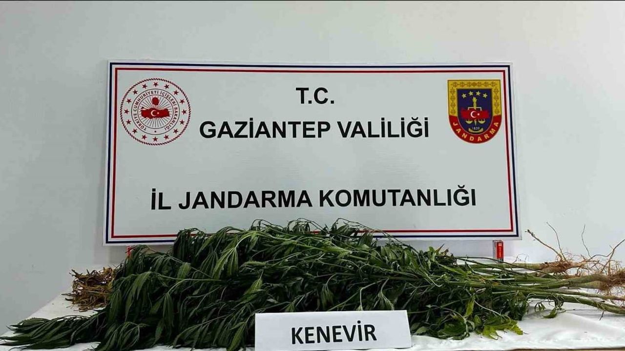 Gaziantep'te yasa dışı kenevir üretimine jandarmadan baskın