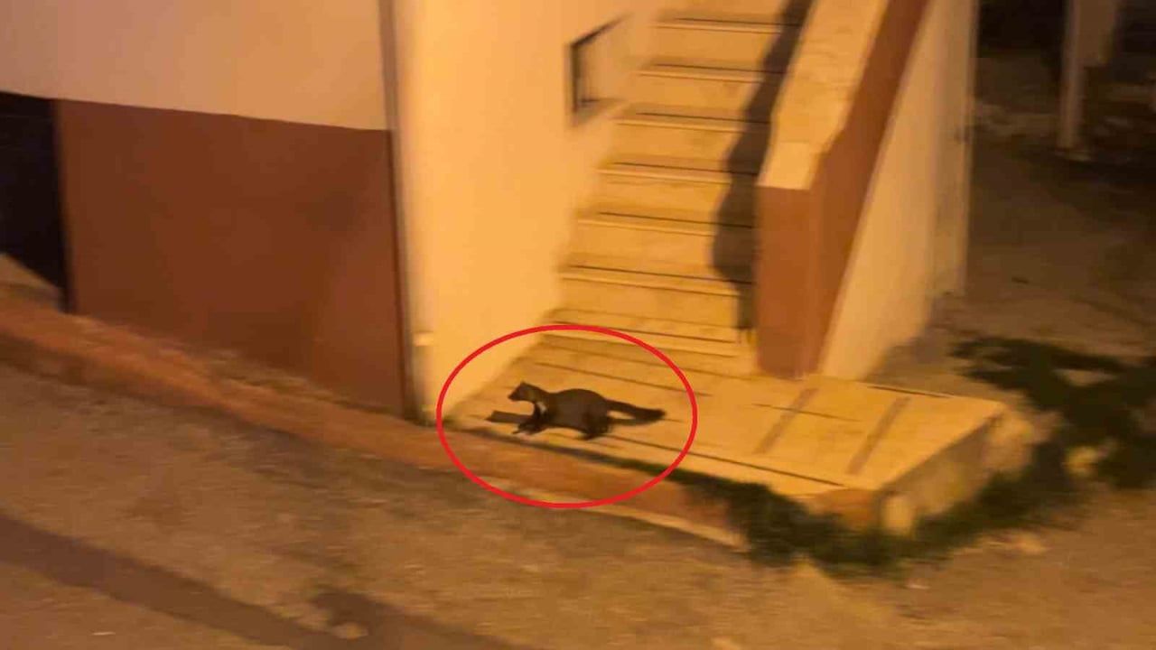 Geceleri Samsun Kadifekale Mahallesi'nde sansarlar görüldü