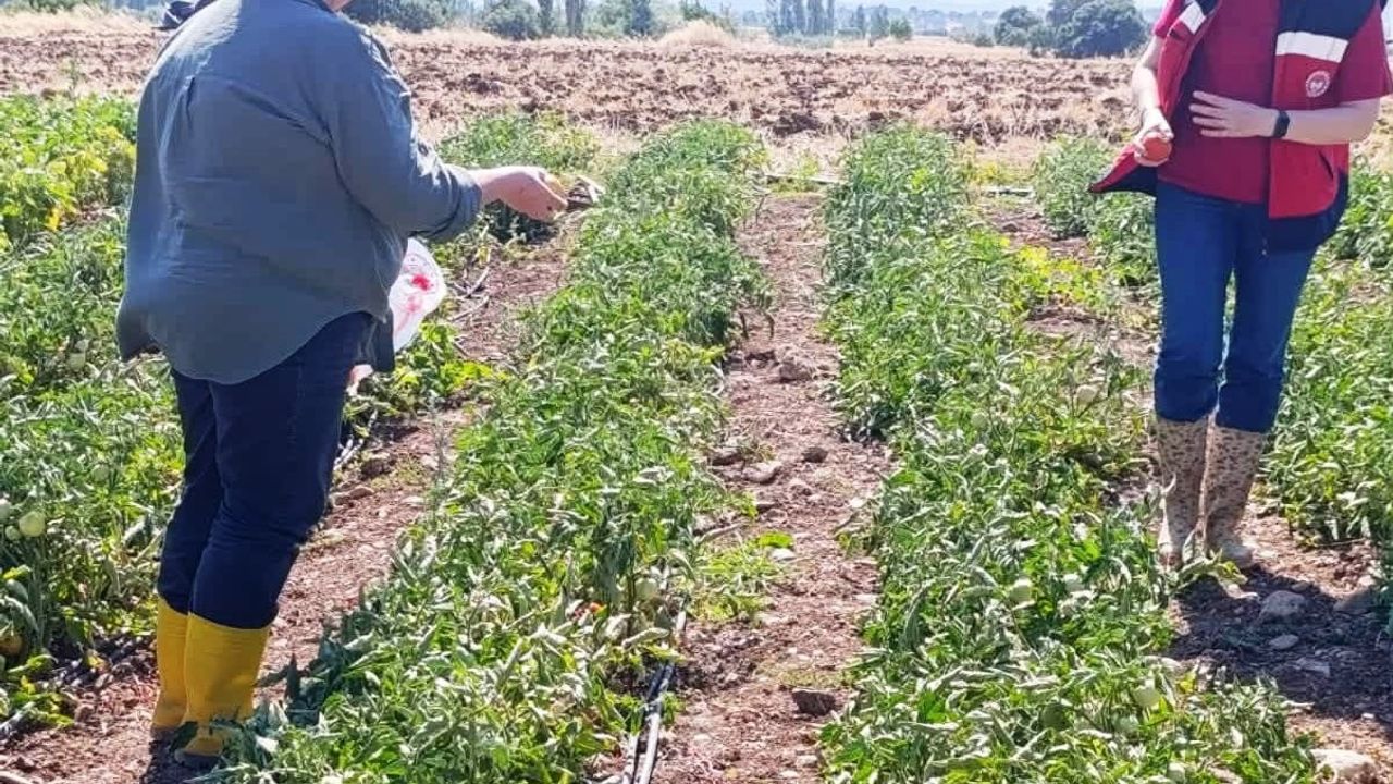 Gediz'de sofraya güvenle ulaşsın diye domateslerde sıkı denetim