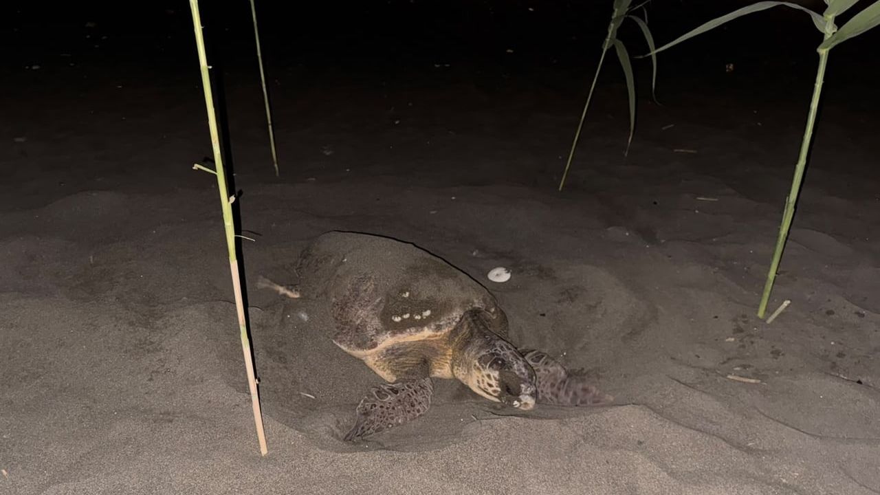 Gençler caretta carettayı yuva yaparken fark edip önlem aldı