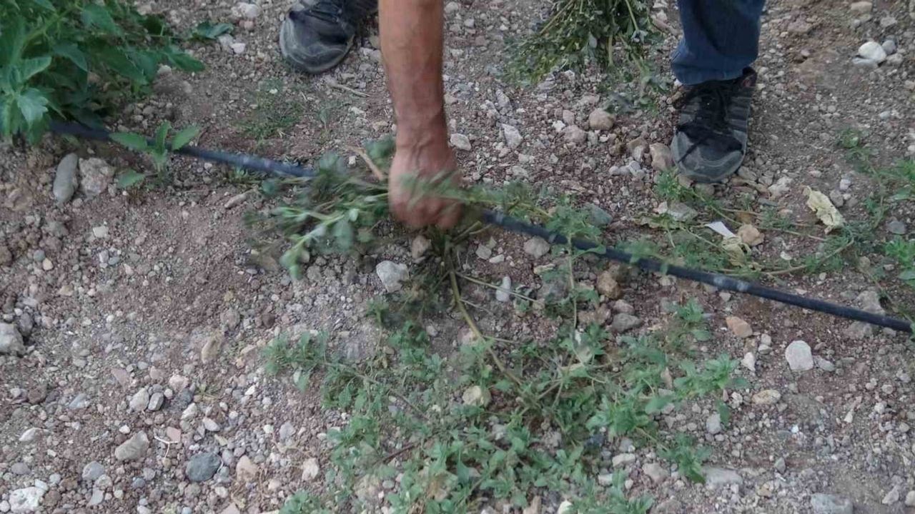 Gercüş'te bahçelerden toplanan semizotu hem şifa hem geçim kaynağı oldu