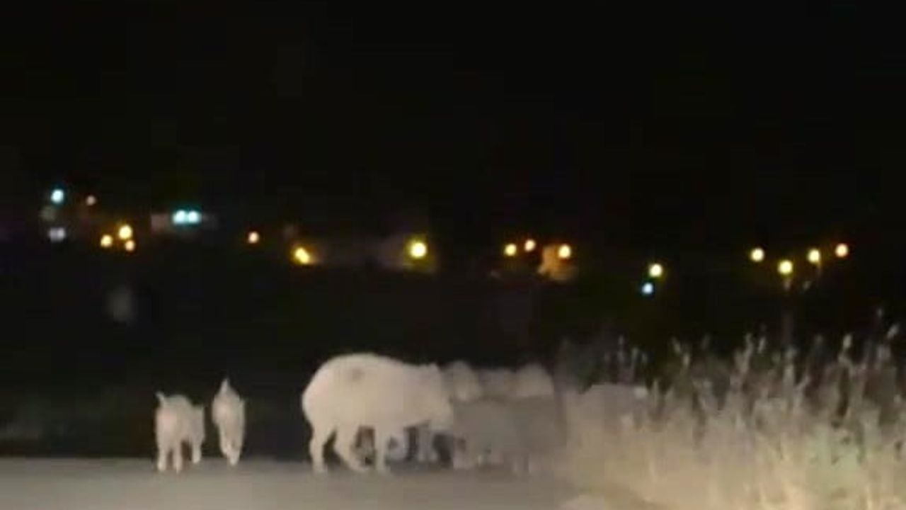 Gercüş'te gece inen yaban domuzları çiftçilerin ürünlerine zarar veriyor