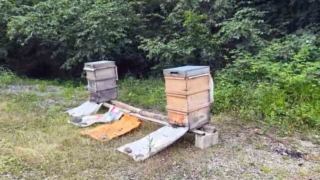 Giresun'da bilinçsiz ilaçlama arılara zarar veriyor