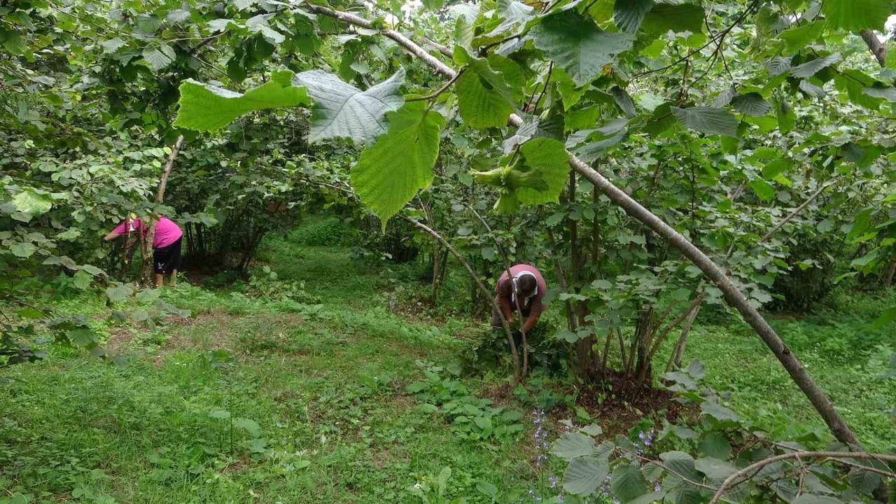 Giresun'da fındık üreticileri hasata hazırlanıyor: rekolte düştü