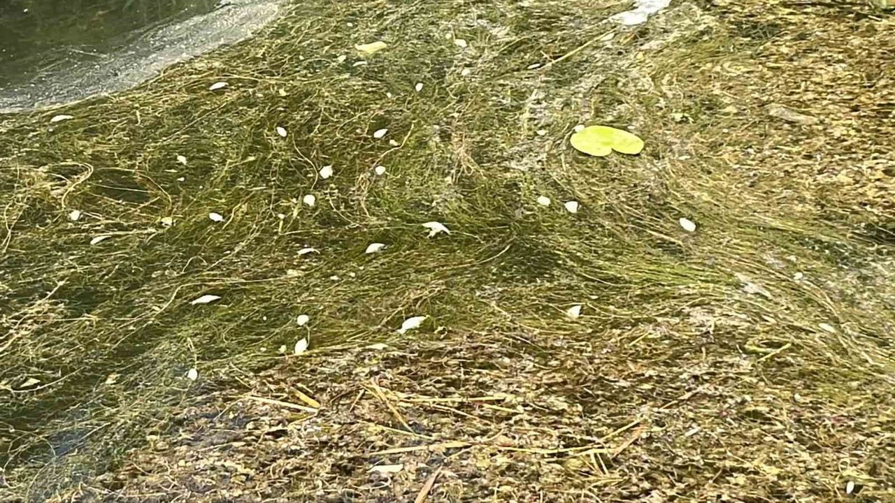 Gölcük Tabiat Parkı'nda gölde balık ölümleri