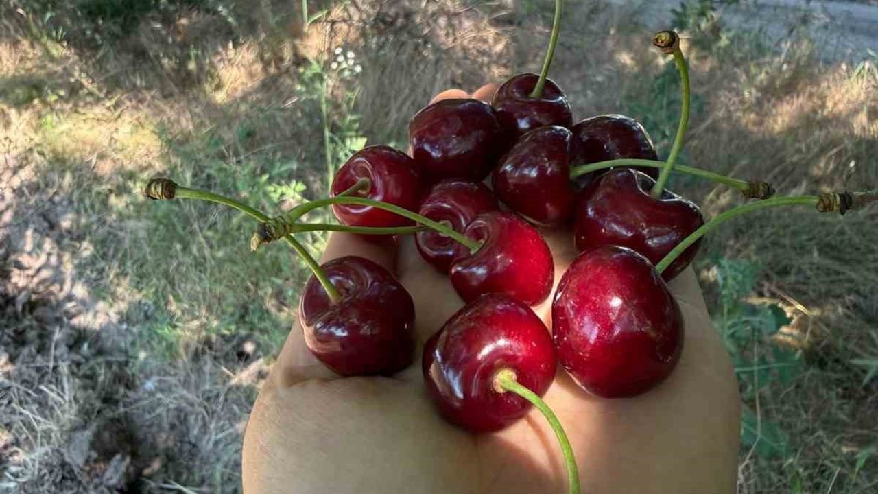 Gölpazarı’nda 46 yıllık 'Napolyon' kirazında hasat tamamlanıyor
