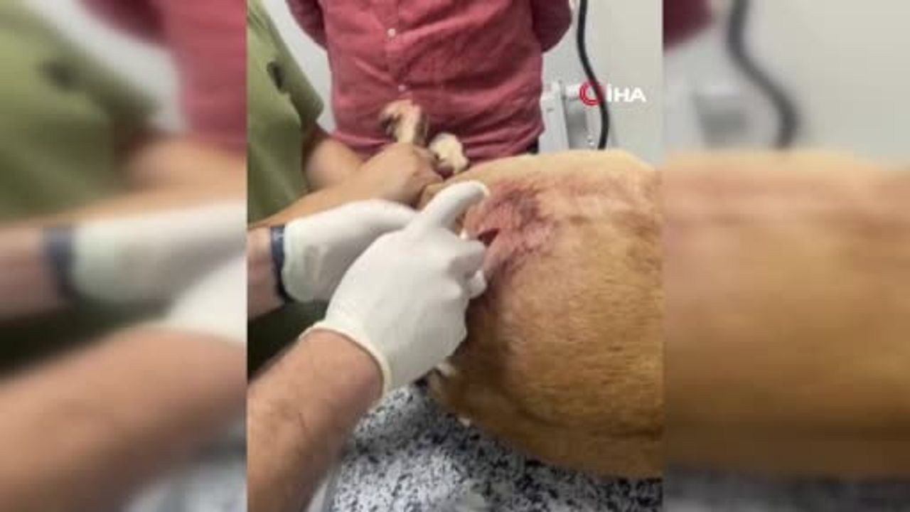 Güçlükonak'ta koruma altındaki yaban keçisini vuran kişiye 1 milyon 276 bin 278 lira ceza