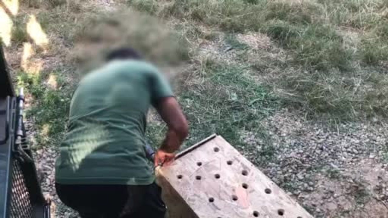 Gümrükler muhafaza ekiplerinden kaçakçılara geçit yok: 4 yaban hayvanı kurtarıldı