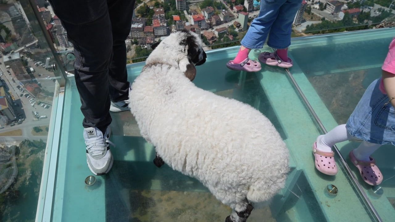 Gümüşhane'de cam seyir terasının sevimli ziyaretçisi