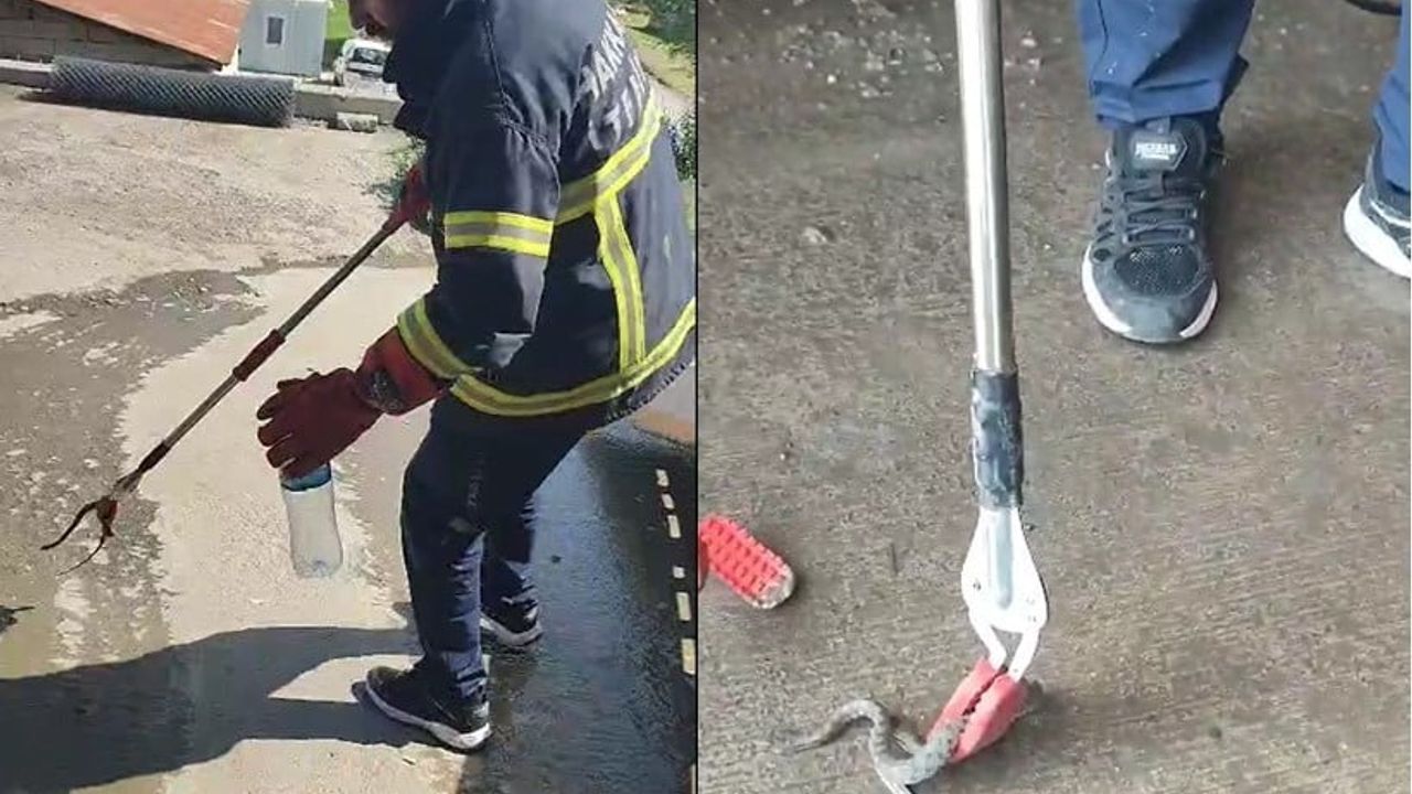 Hakkari'de aracın motor bölümüne giren yılan çıkarıldı