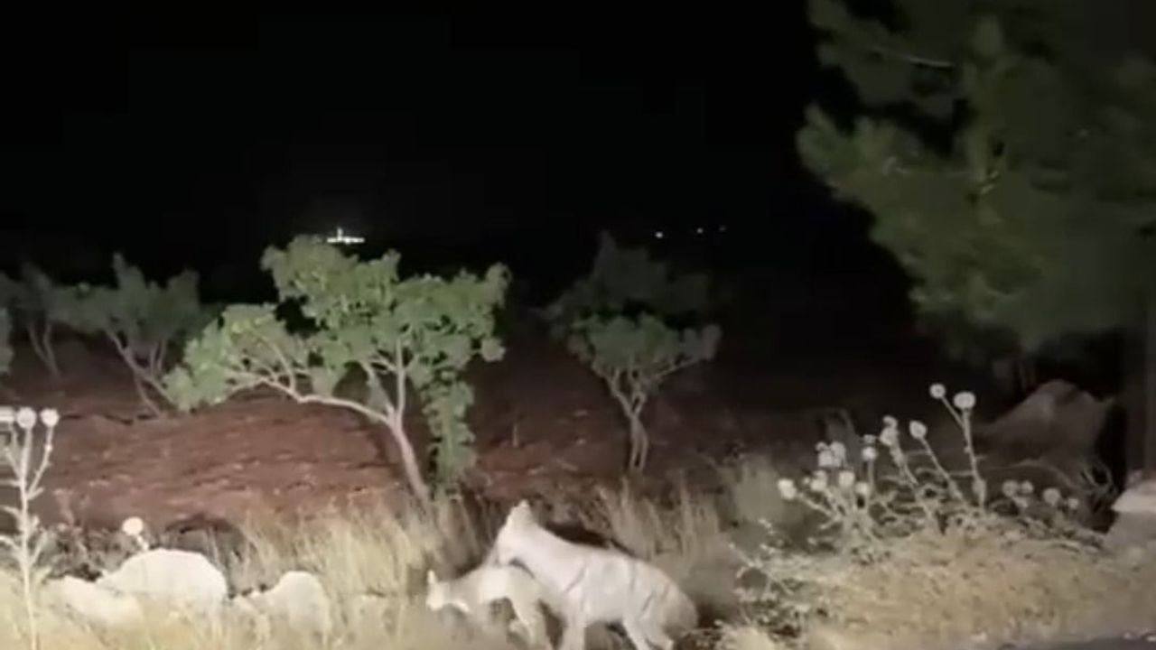 Halfeti'de ağızda taşınan av, yol kenarında doğa görüntüsü oluşturdu