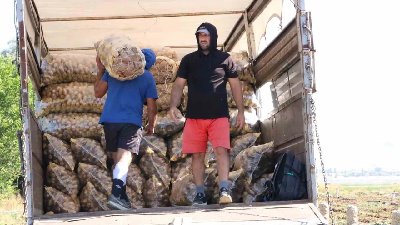 Hasadı başlayan patates üreticilerin yüzünü güldürdü
