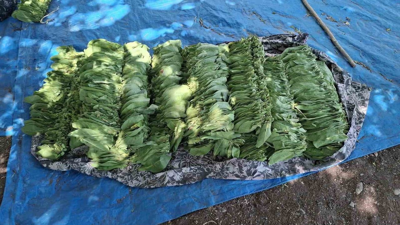 Hasanlar köyünde tütün geleneği yok olma tehlikesiyle karşı karşıya